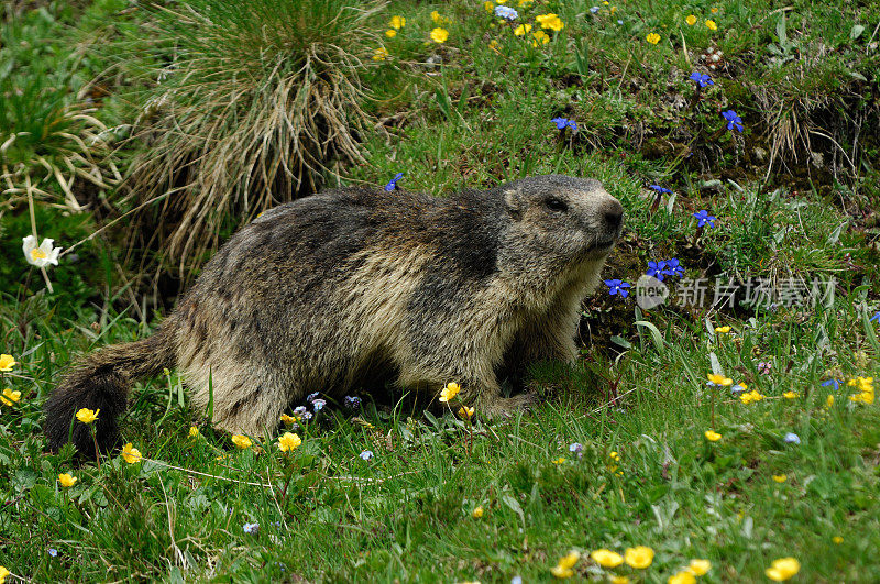 高山土拨鼠 (Marmota marmota)